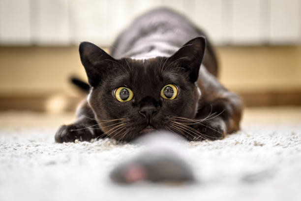 a cat